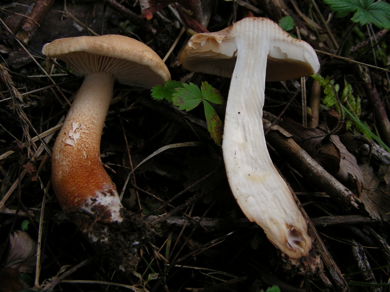 Escursione in bosco misto collinare